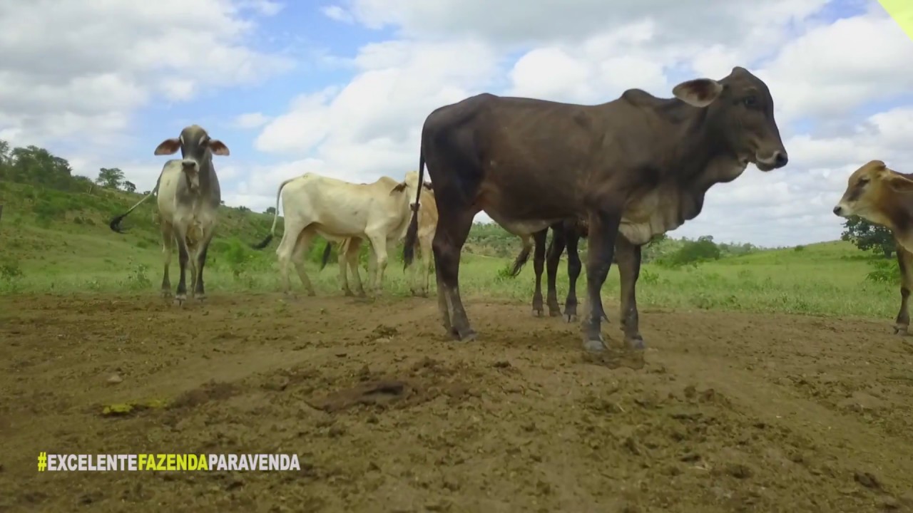 Fazenda com 1660Ha em Ibiquera BA
