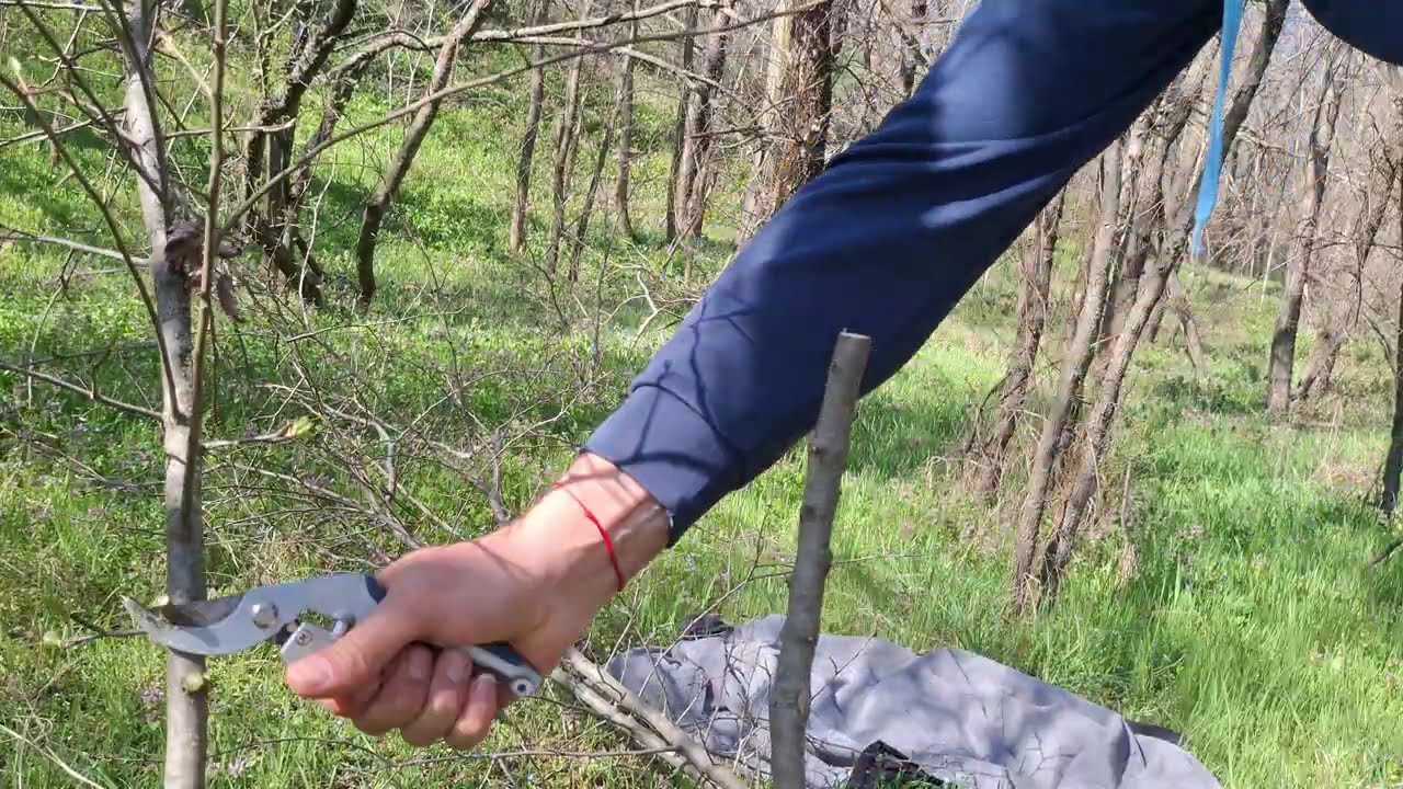 Tipos de injerto en manzano Injerto de hendidura doble