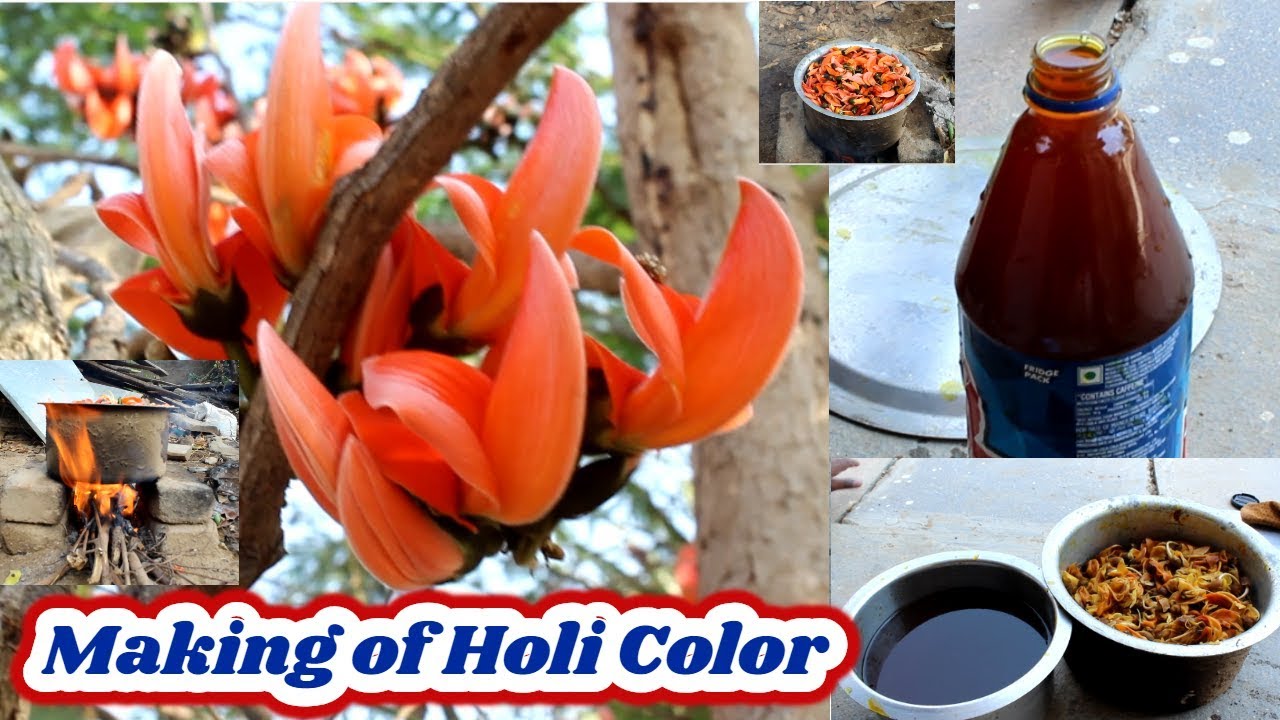 How to Make Holi Colors with MODUGU PULU(Butea monosperma)|Palash Flowers| VU Creations