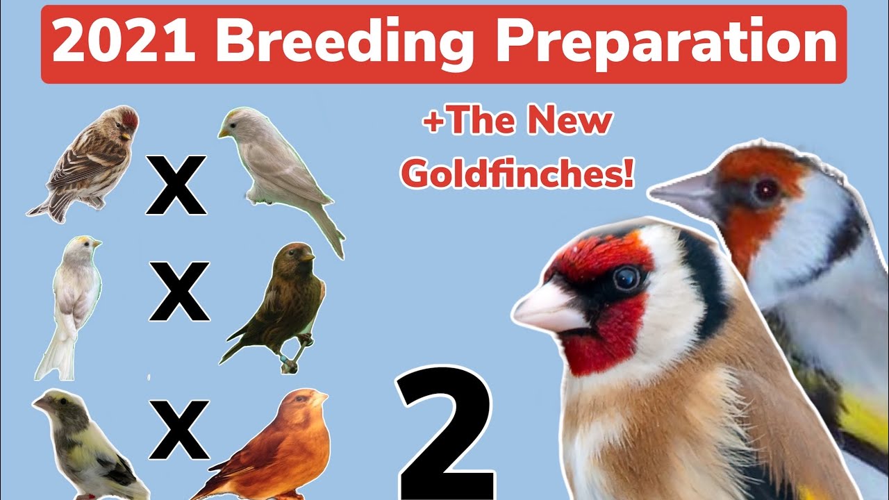 2021 Breeding Plans + the *NEW* Goldfinches | Part 2
