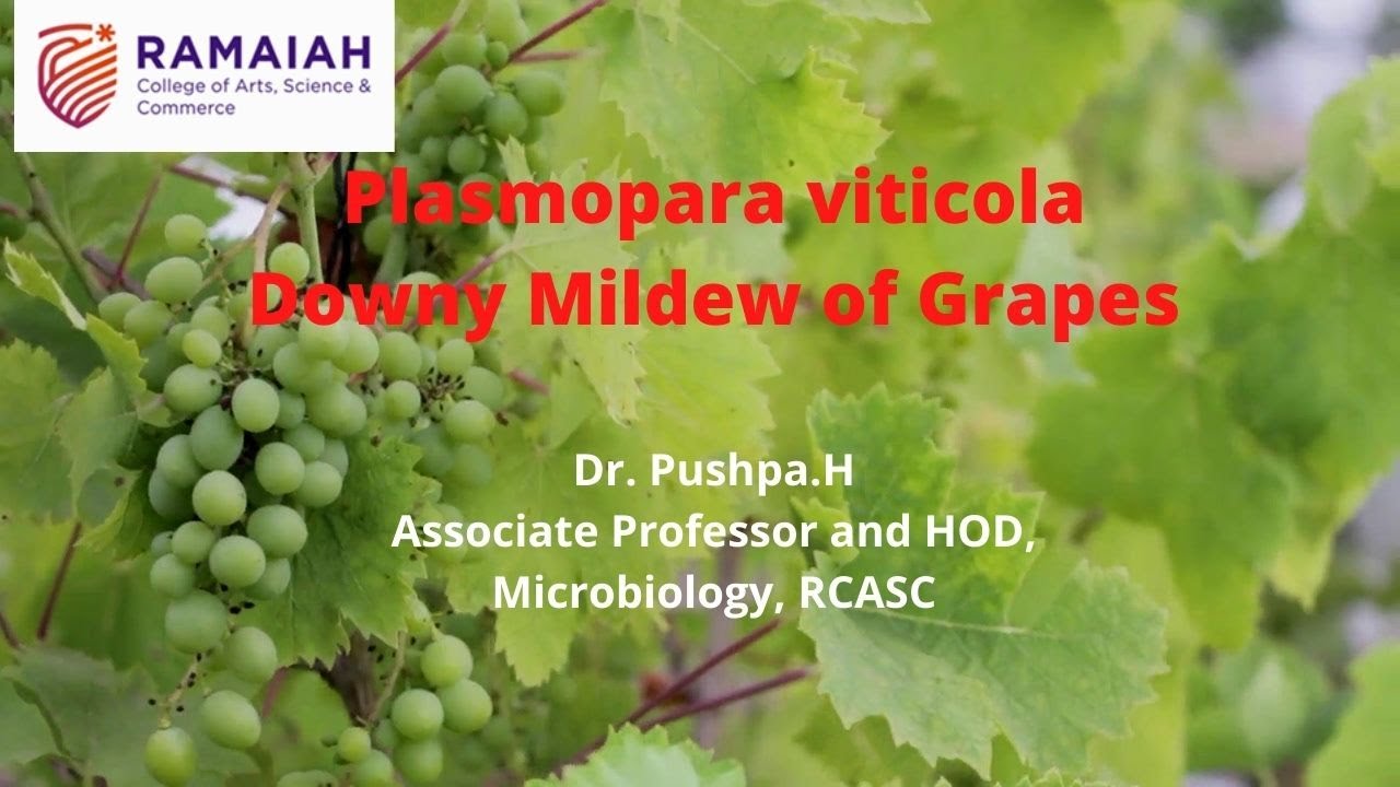 Plasmopara viticola-Downy Mildew disease in Grapes