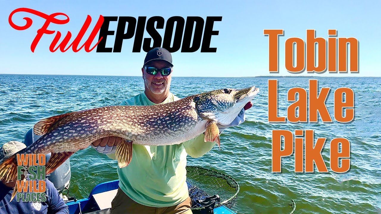 Tobin Lake Sask. Big pike & Wallaye