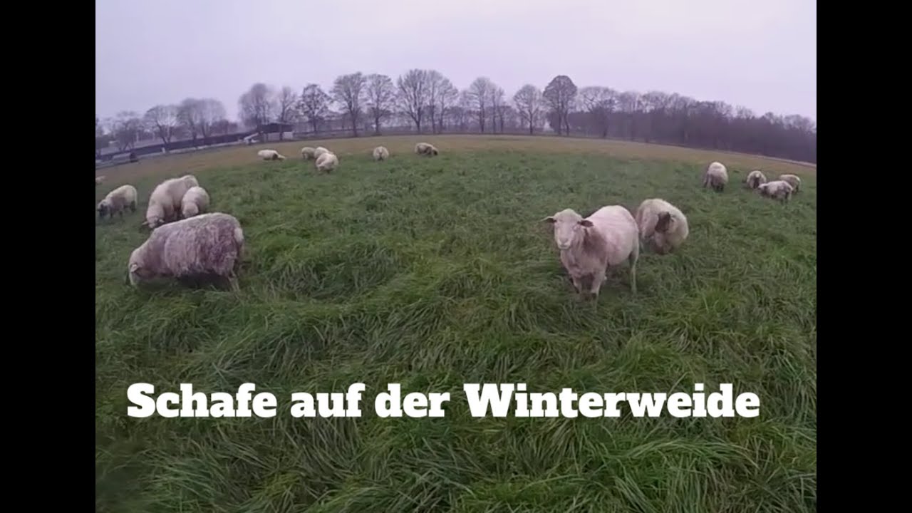 Schafe auf der Winterweide