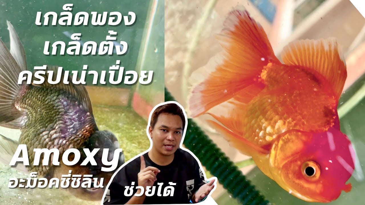 เกล็ดตั้งพอง รักษาด้วย อะม็อกซี่ซิลลิน ได้หรอ : ฮัลโหลพาเพลิน EP.16