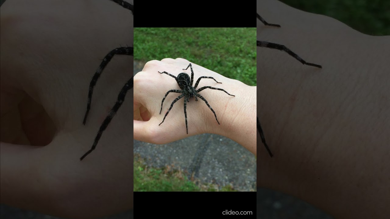 #  Top 10 ANIMALS #  Black Widow Spider&mdash;Latrodectus Mactans#