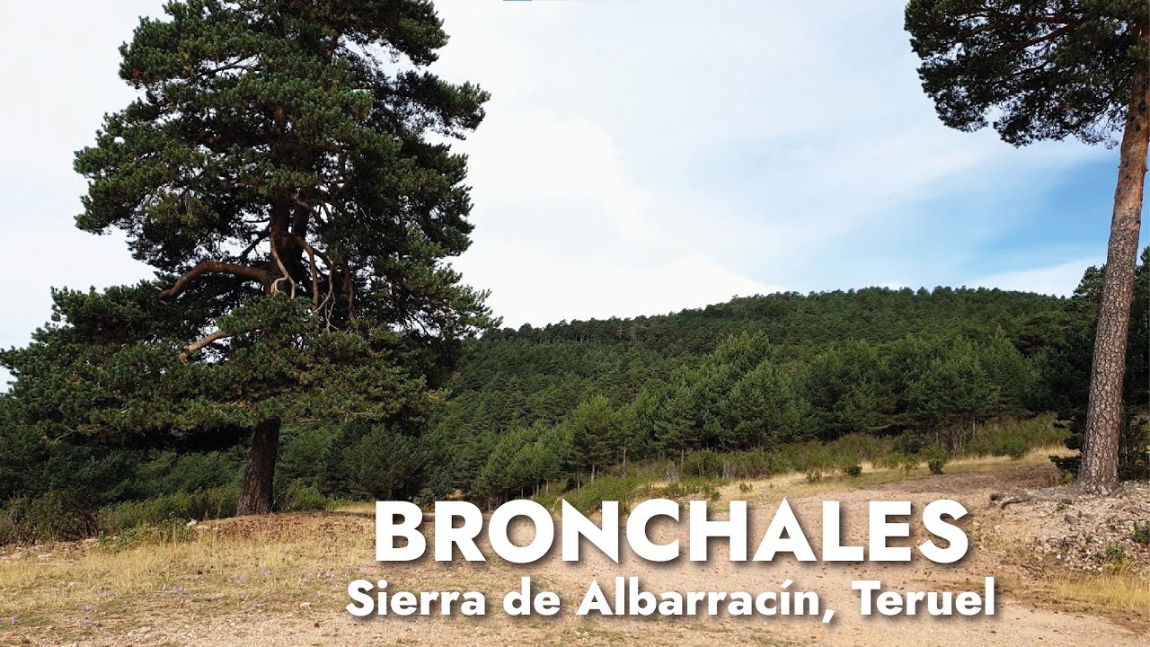 🌲 Senderismo por Bronchales hasta el Bosque Encantado ✨ (Sierra de Albarracín, Teruel)