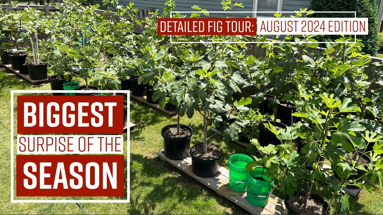 BIGGEST SURPRISE of the season // Detailed FIG Tour: August 2024 Edition // #fig #organicgardening