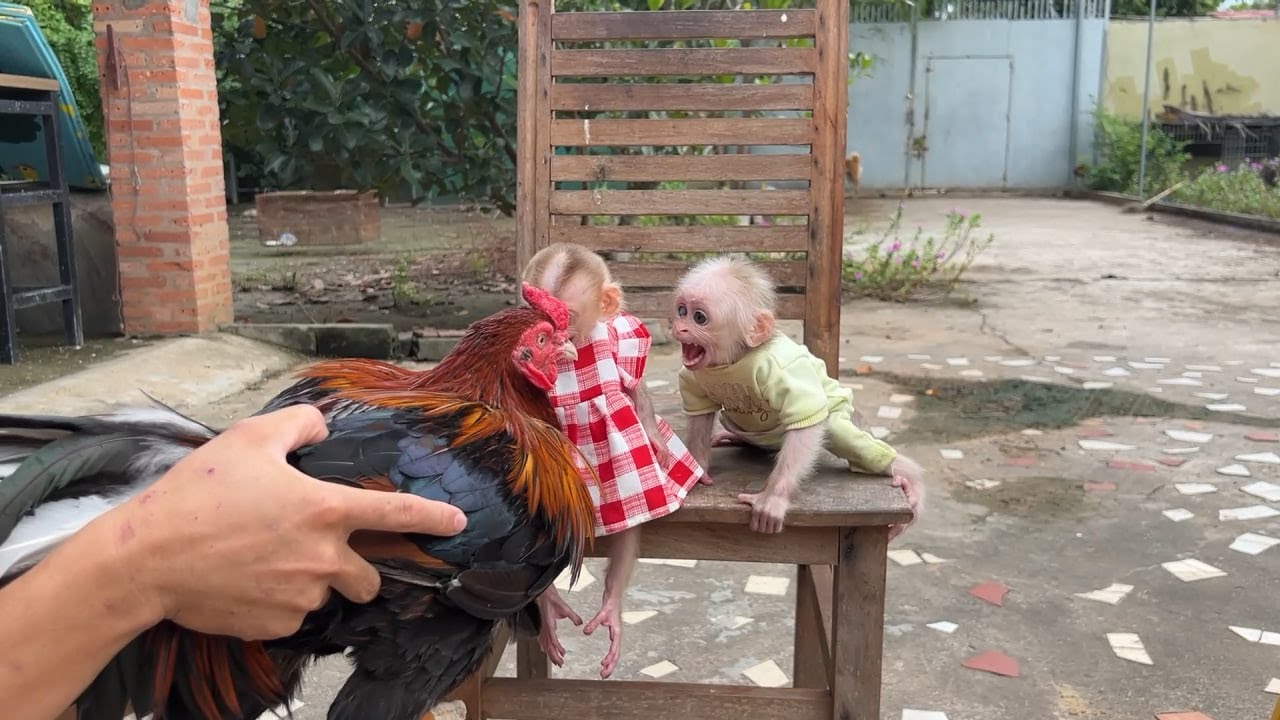 Chamroeun Very Anqry Daddy Carry Rooster Want Them To Keep As New Friend