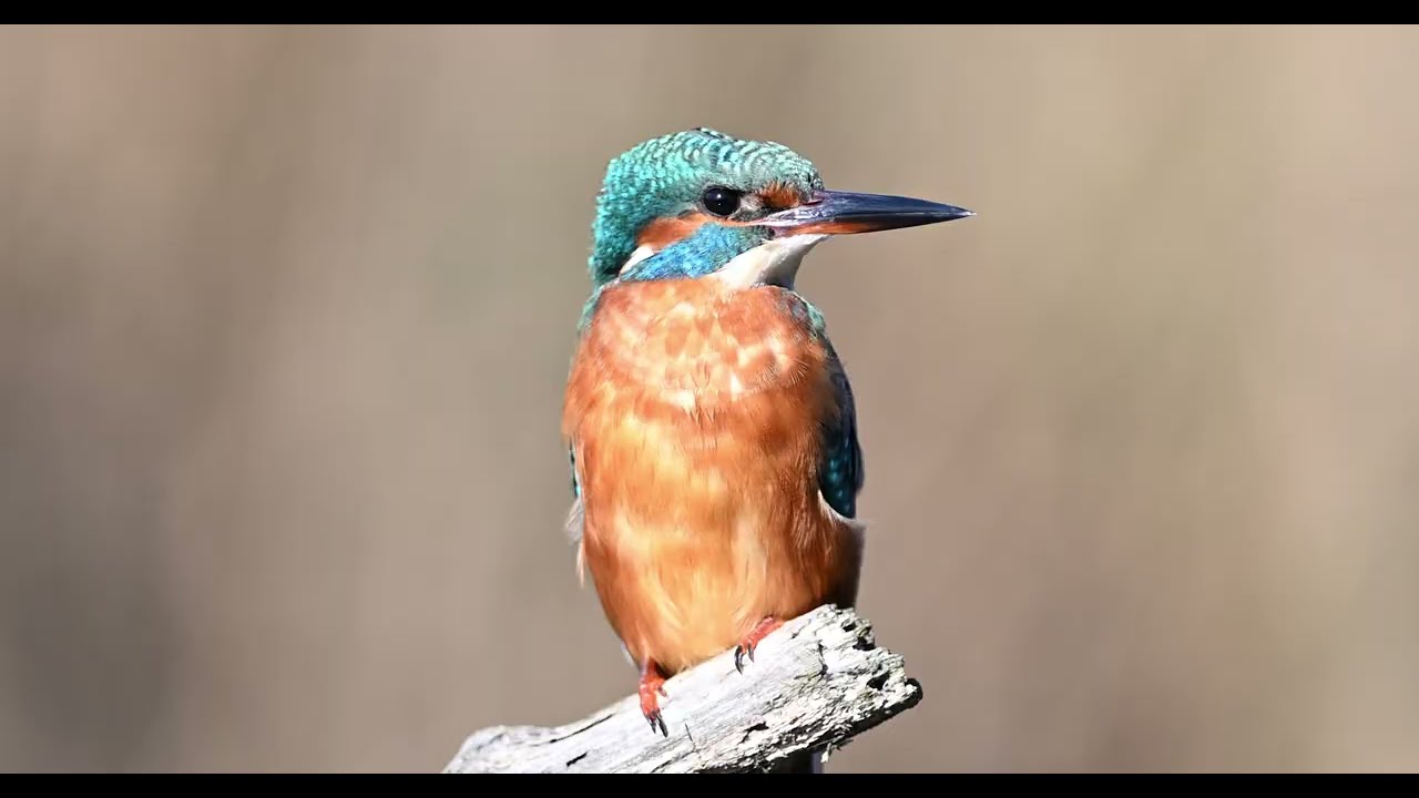 Le Martin-Pêcheur, une Flèche Bleue dans nos Rivières
