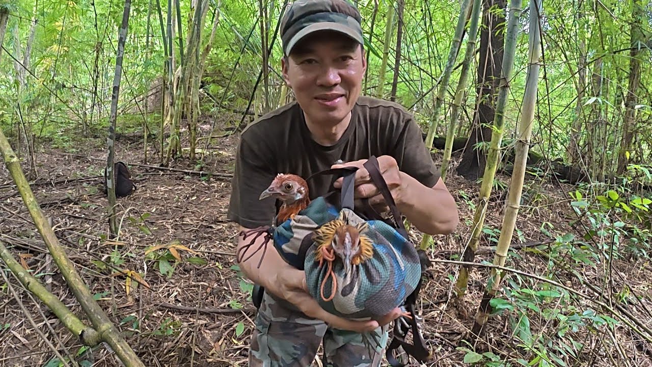 BẪY GÀ RỪNG KÈO XUYÊN ĐÔI,DẠNG NHƯ GÀ NHÀ....