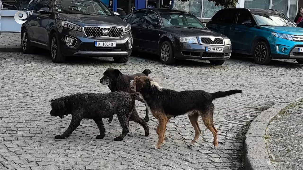 Глутница бездомни кучета притеснява живeeщитe в централната част на Кърджали
