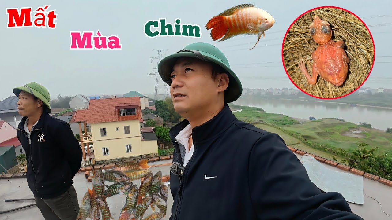 Mất Mùa Chim Đẻ Và Làm Bể Nuôi Cá Trên Nóc Nhà Tránh Lụt...