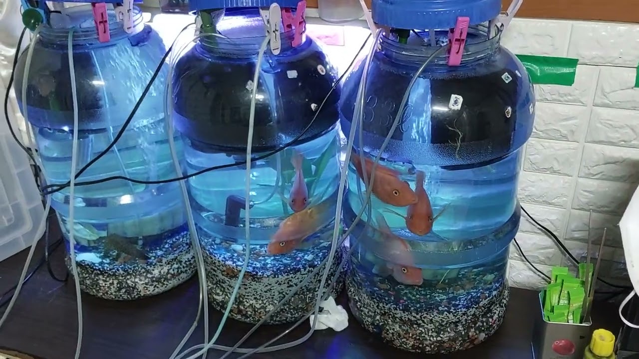 중형어 혈앵무 부분환수