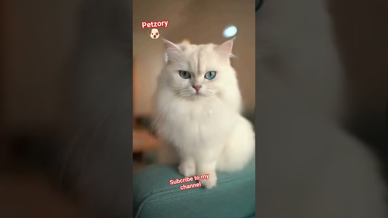 Jealous Cat’s FUNNY Reaction 😳 | Baby Surrounded by White Husky Puppies 🐶🐱 |petzory