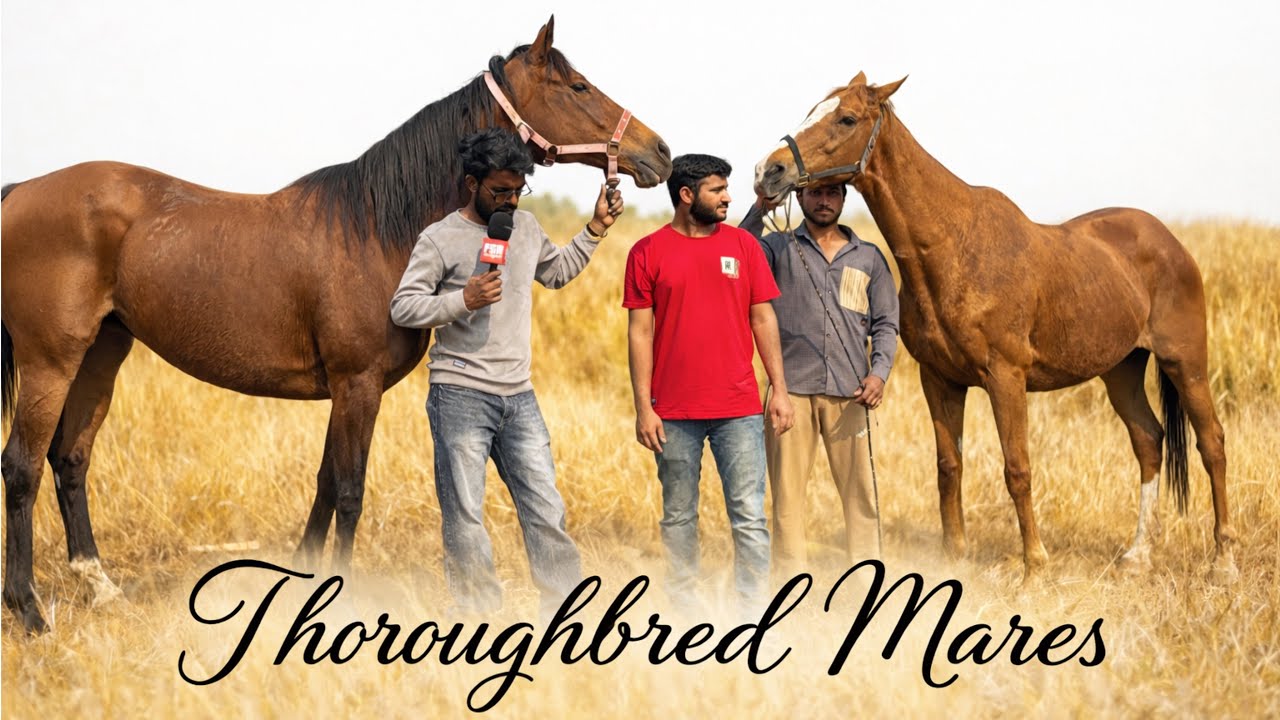 Thoroughbred Mares Maya & Chhaya at Choudhary Horse Farm Padgha 