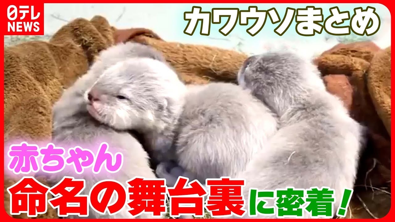 【カワウソまとめ】4000件超の一般公募…カワウソ3姉妹“命名”までの18日間に密着！/雨でも人気の水族館で「コツメカワウソ」の“ニオイ体験”が人気！？　など　ニュースまとめ