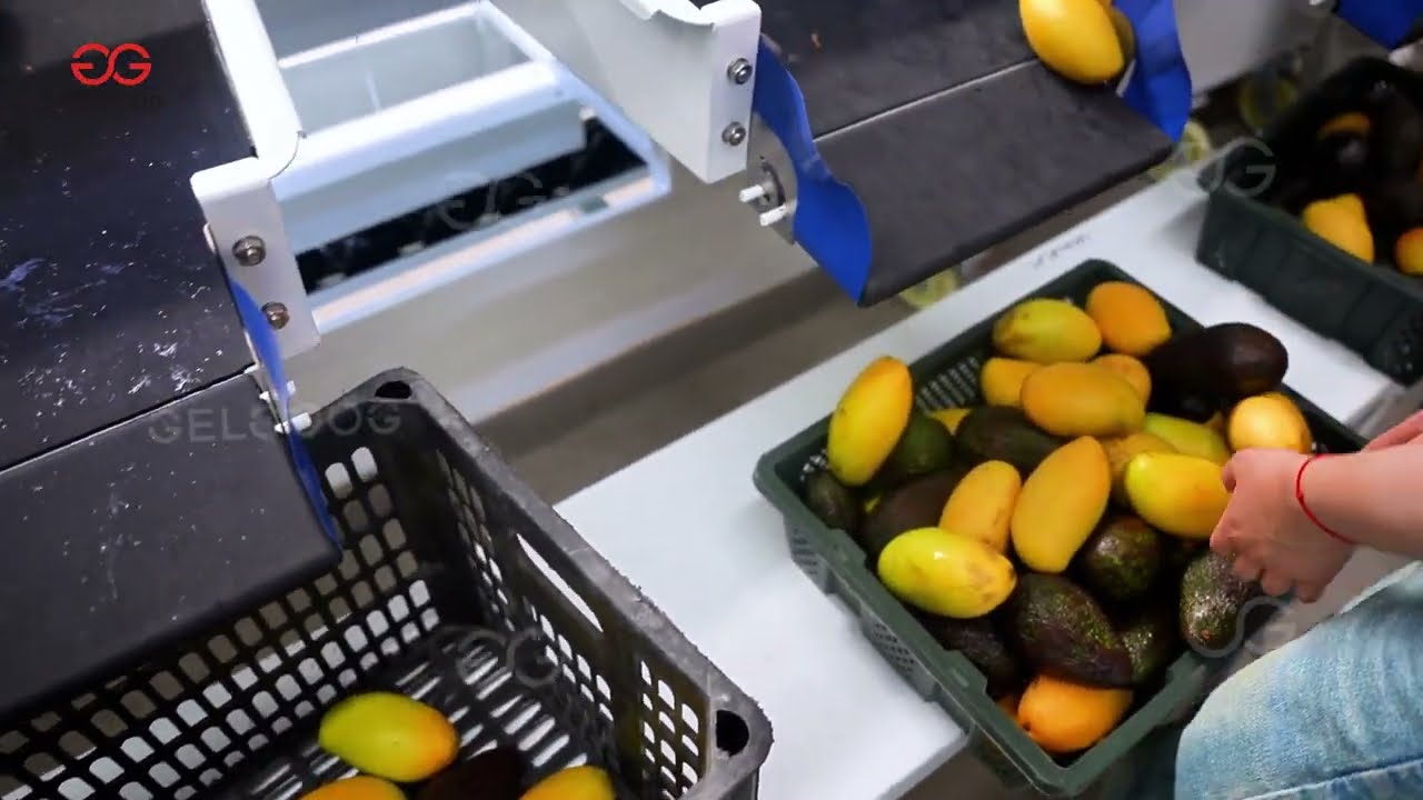 Avocado And Mango Washing Waxing And Grading Processing Line