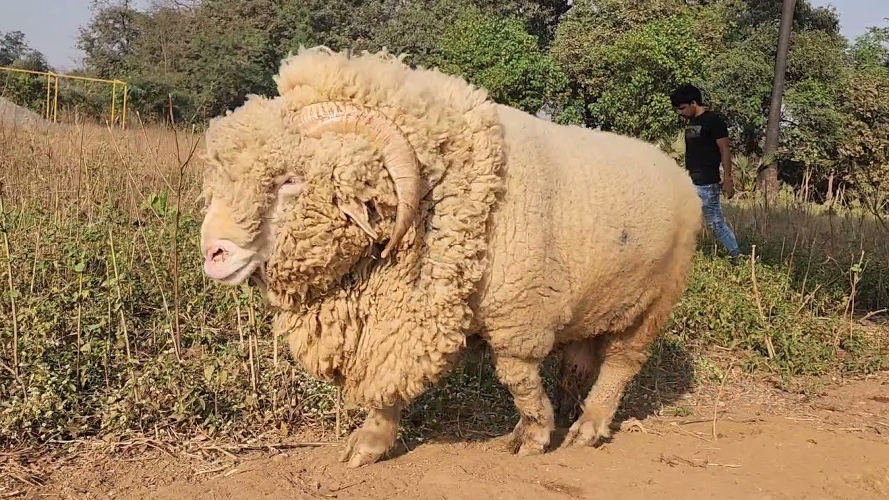 Mufasa The Extraordinary Marino Sheep At Pearl Goat Farm.