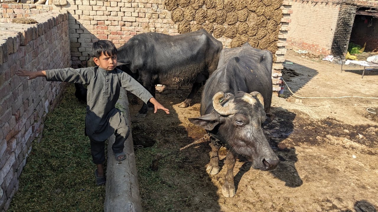 Buffalo Care in village | buffalo farming afternoon buffalo Chara.