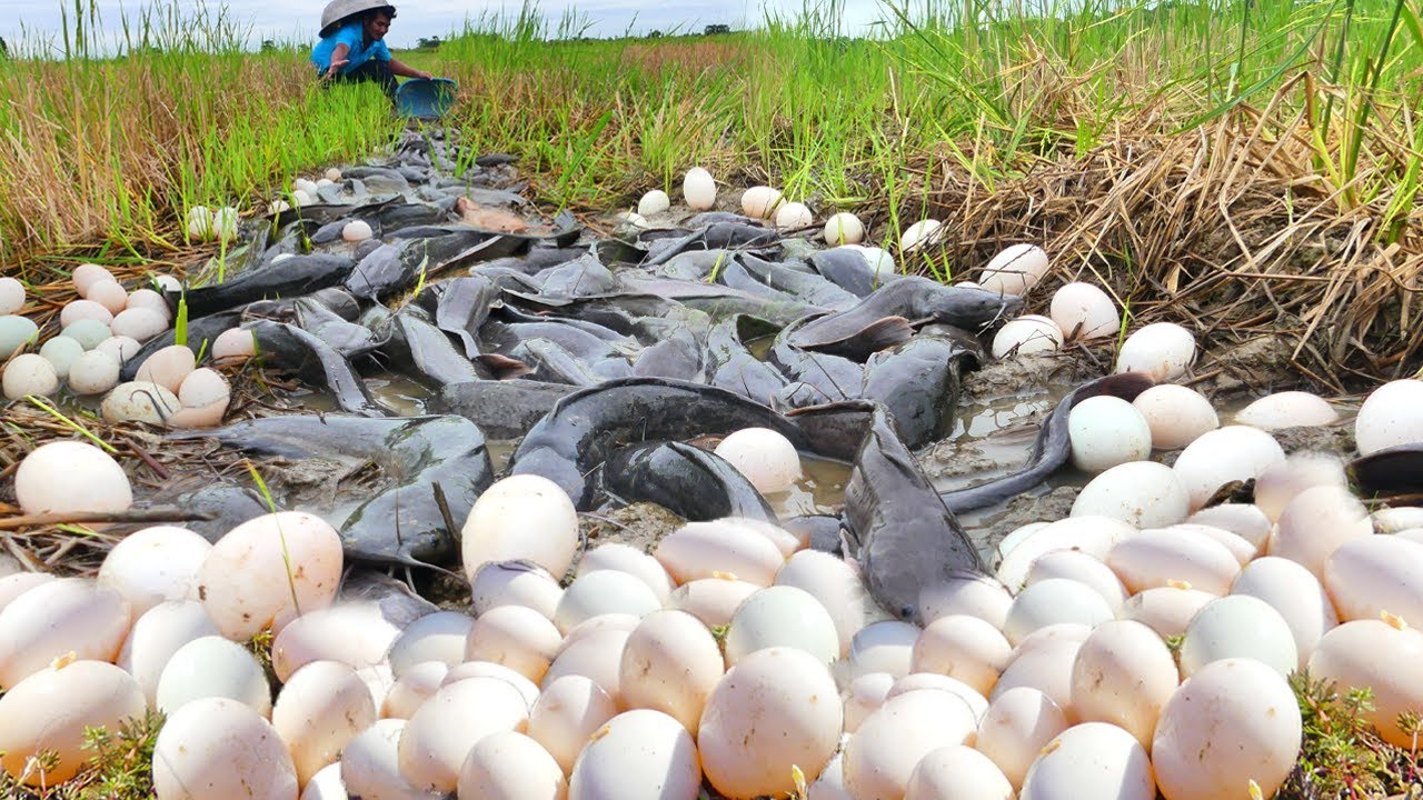This Albino Catfish Is UNREAL | Biggest Surprise Catch Fish and Duck Eggs