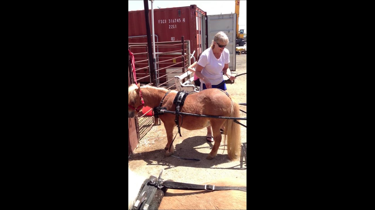 How to Hook up a mini horse