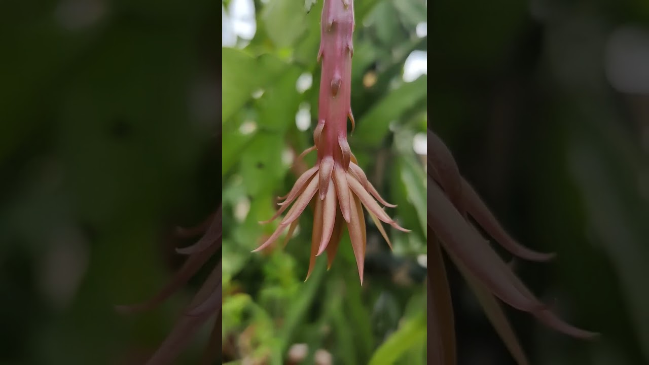 Brahma Kamal Bud. Health and happiness farming. Bangalore.