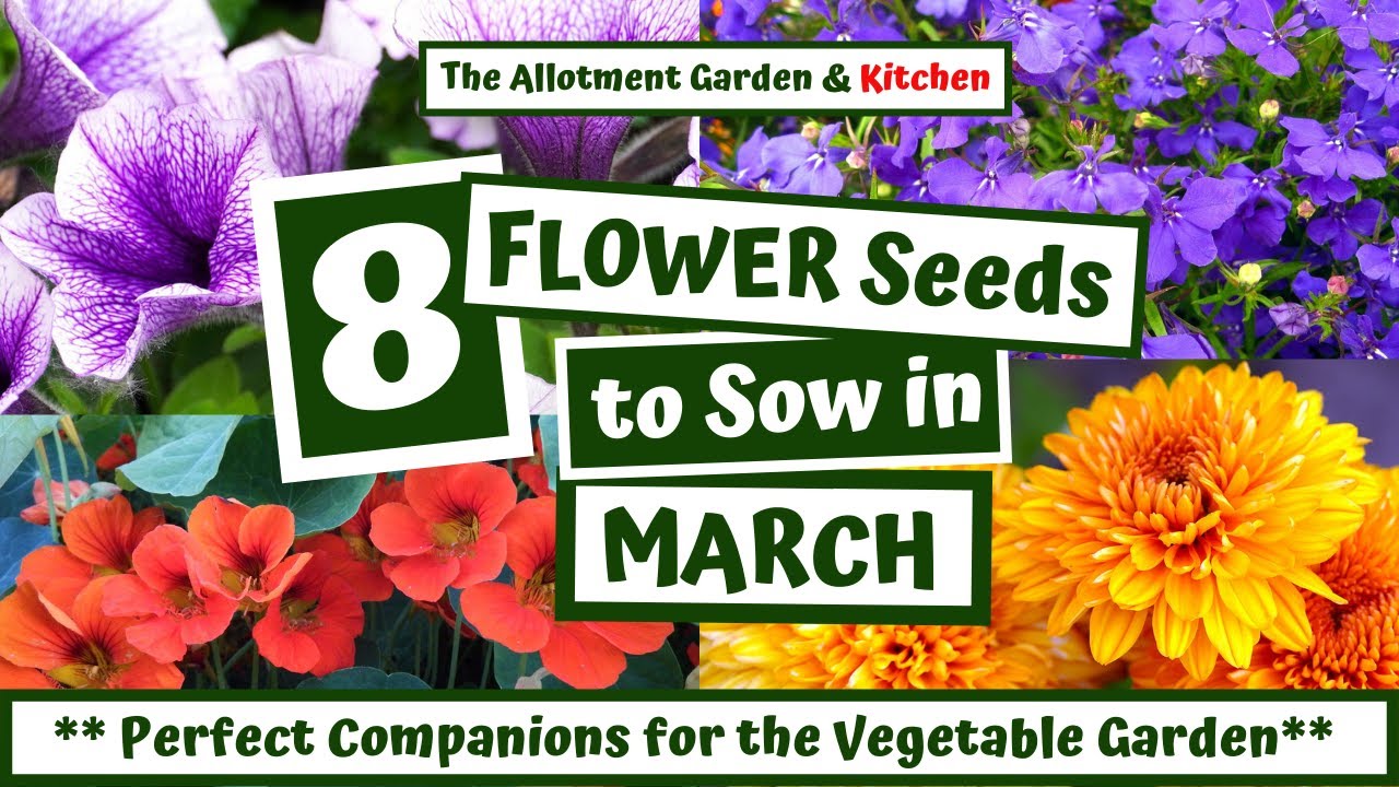 What Flower Seeds to Sow in March - (Excellent Companion Planting for Your Vegetable Garden) #65