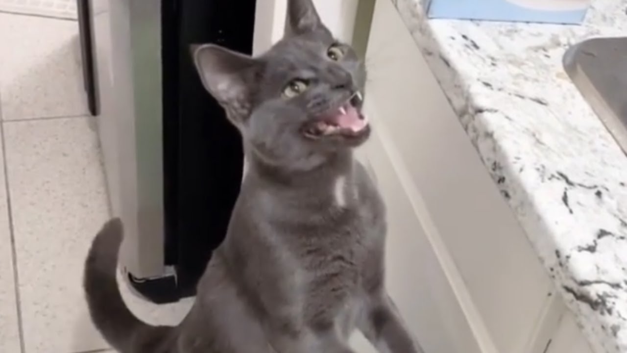 Cute Korat Cat Meowing - Adorable Grey Korat Kittens Purring