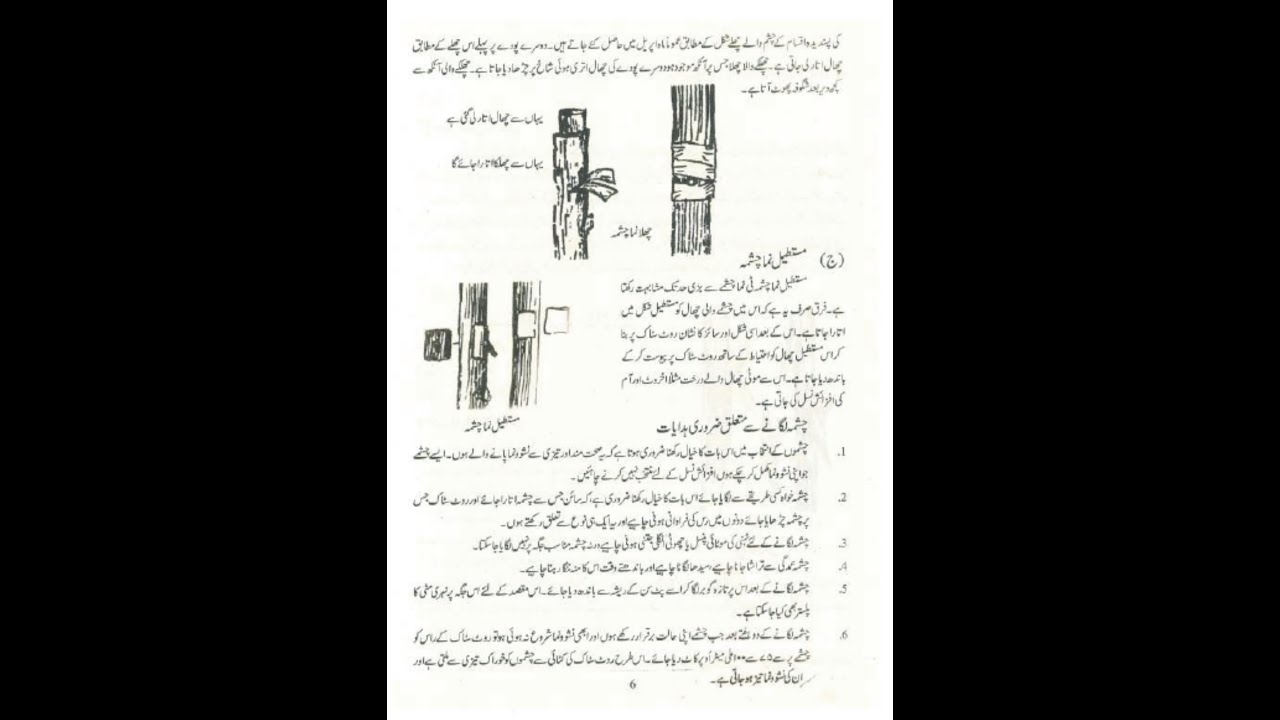 Zara'at Class Seven Ch 1 Lecture