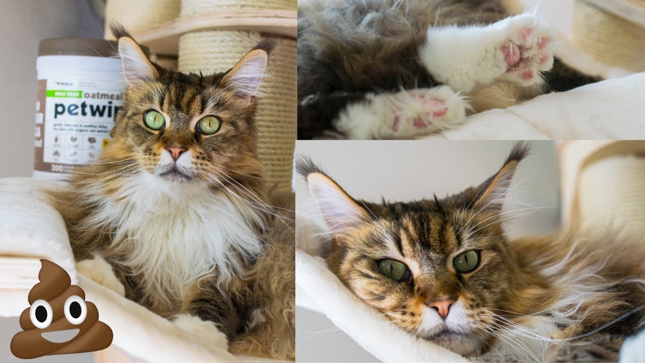 Maine Coon Stepping in Their POO? 💩
