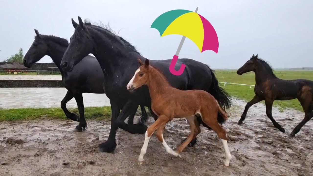 Cuddling with Rising Star⭐ because of the rain they go inside. Summer is wet! | Friesian Horses