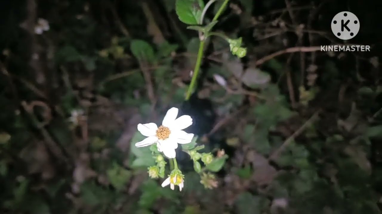 Ua tsaug koj 70 lab nyiaj  xas kuv rov qab mog koj txiv.28 ກຸມພາ 2026