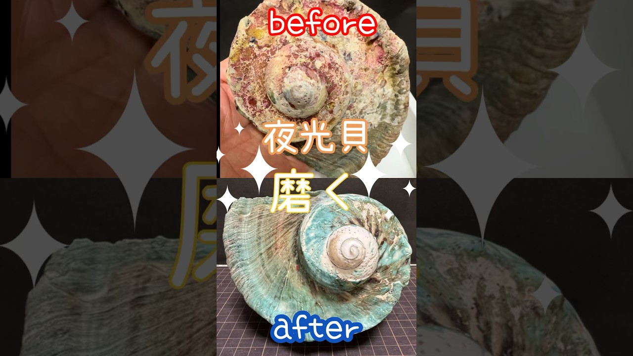 夜光貝磨いてみた【貝を食べた後の殻の処理方法教えます】