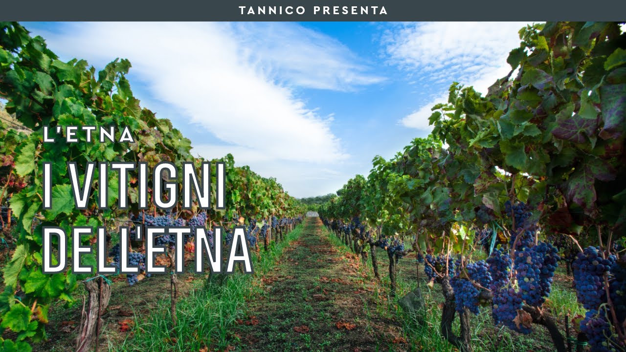 I vitigni dell'Etna | Tannico Flying School