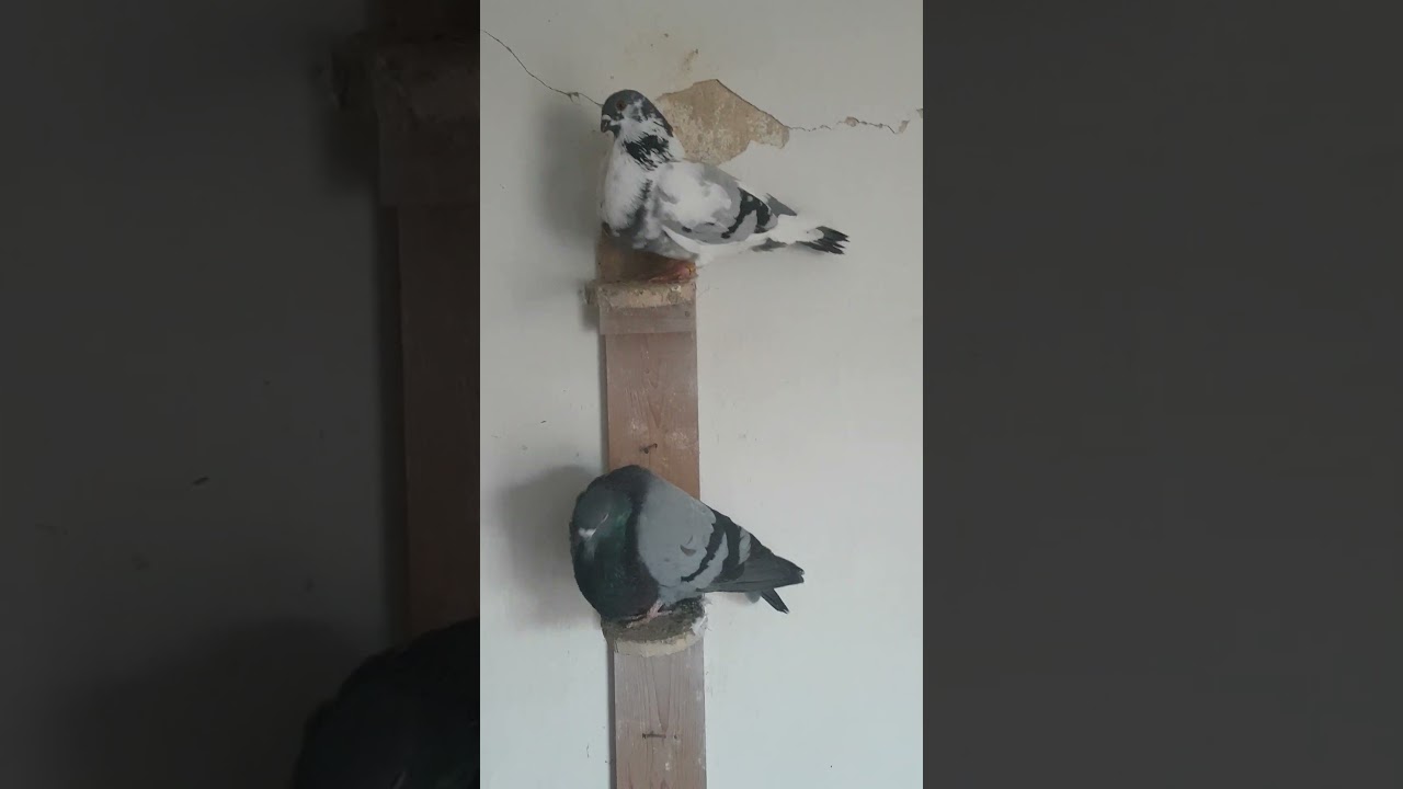 السيفيانوس الأصيل buchon sivianos