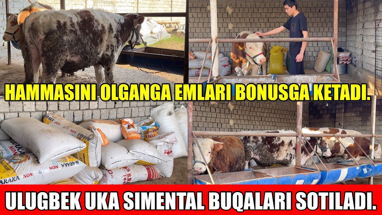 SIMENTAL BUQALARI SOTILADI,BONUSIGA EMLAR 25 QOP SELOS.