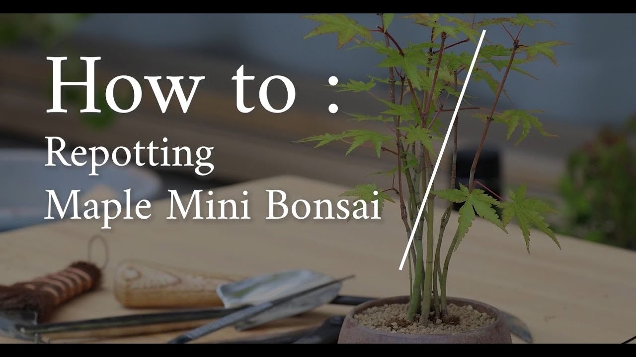Bonsai Repotting Guide: How to Repot Small Maple Bonsai Trees II Wazakura Japan