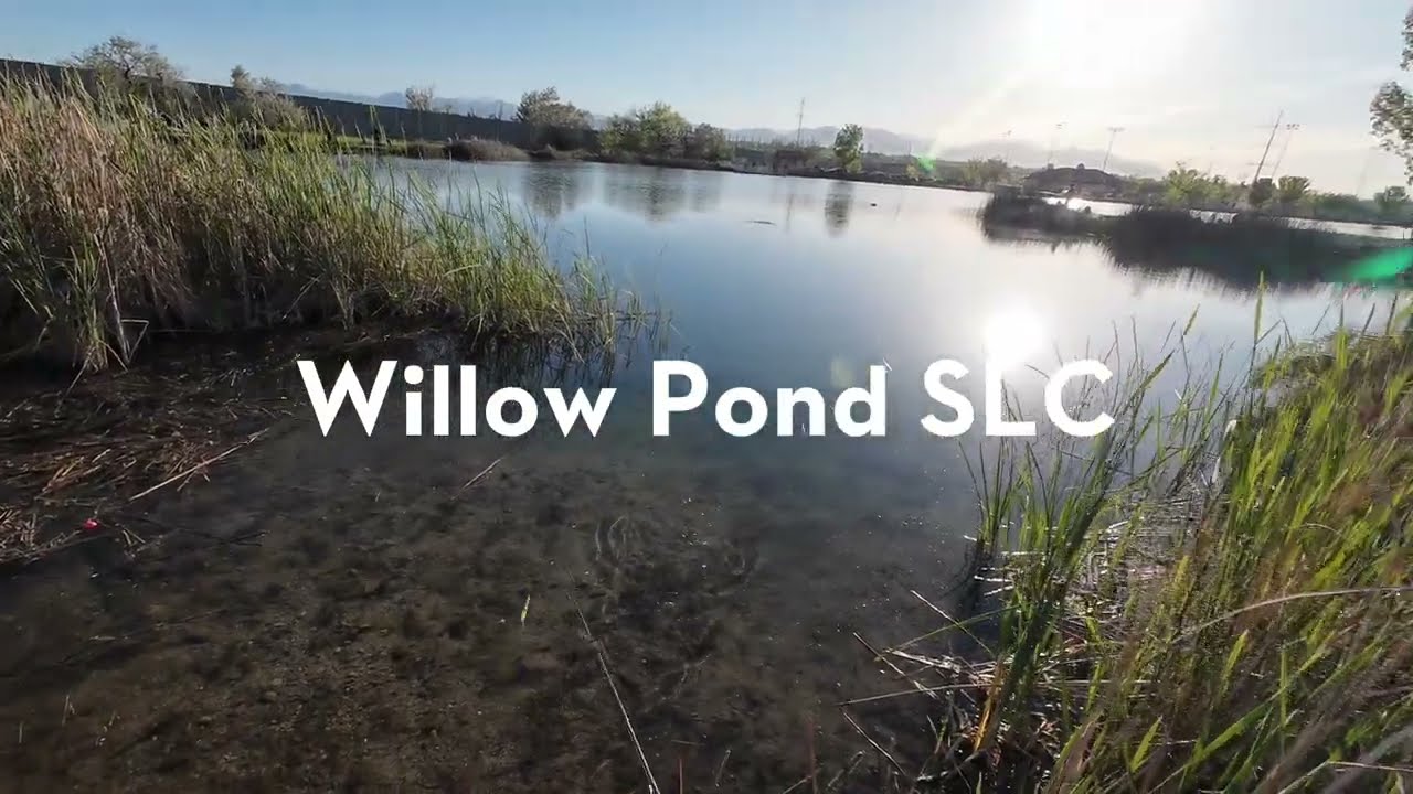 Willow Pond - SLC fishing