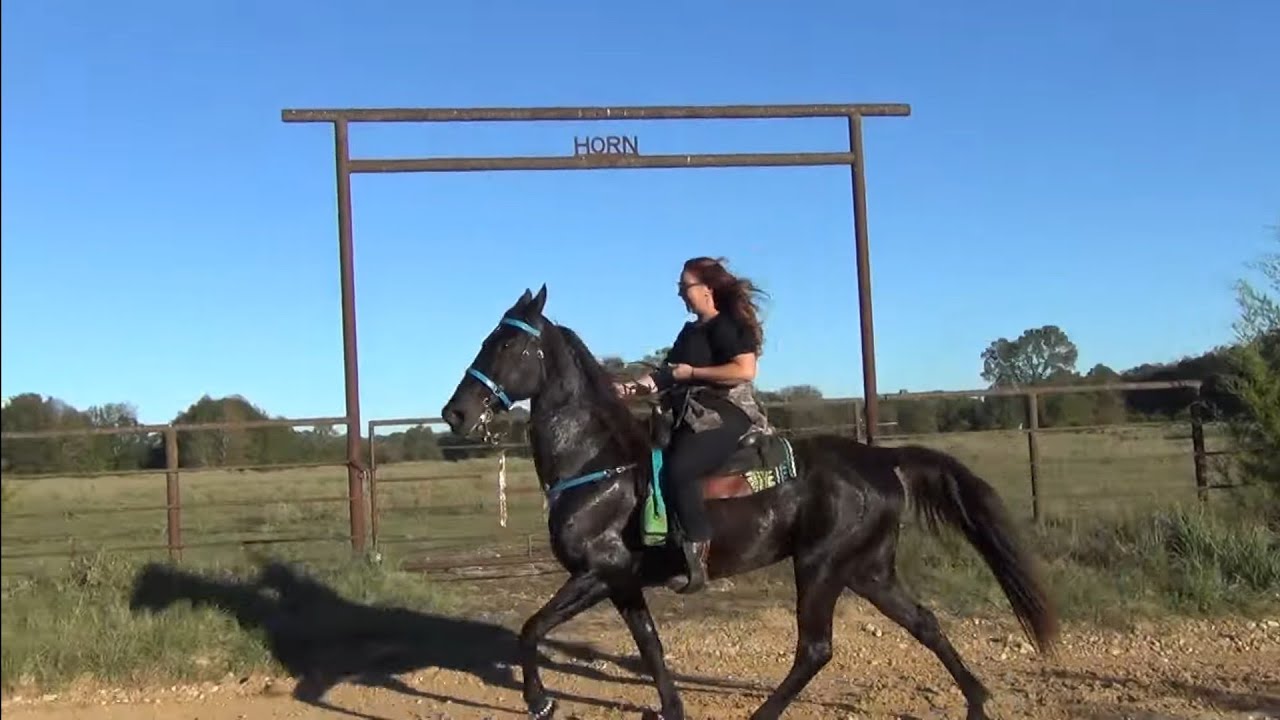 Oklahoma Walking Horse Trail Ride for Free Rein Stables