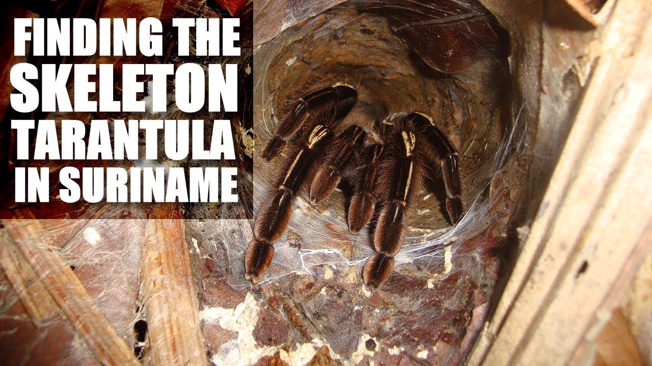 SKELETON TARANTULA Suriname