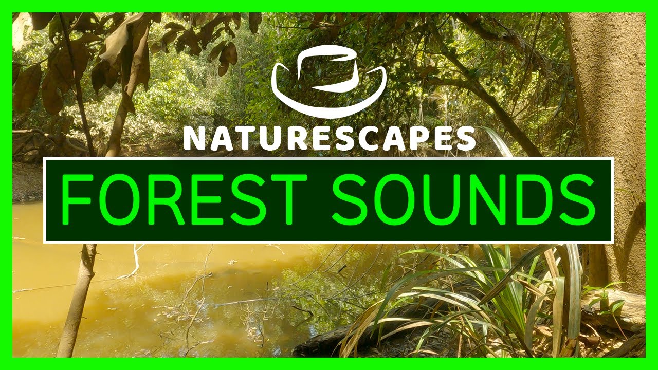 40 minutes of Relaxing Rainforest River Ambience Nature Sounds | 4K Queensland Australia