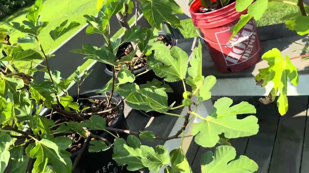 Walk Through The Fig Farm August 4th 2025