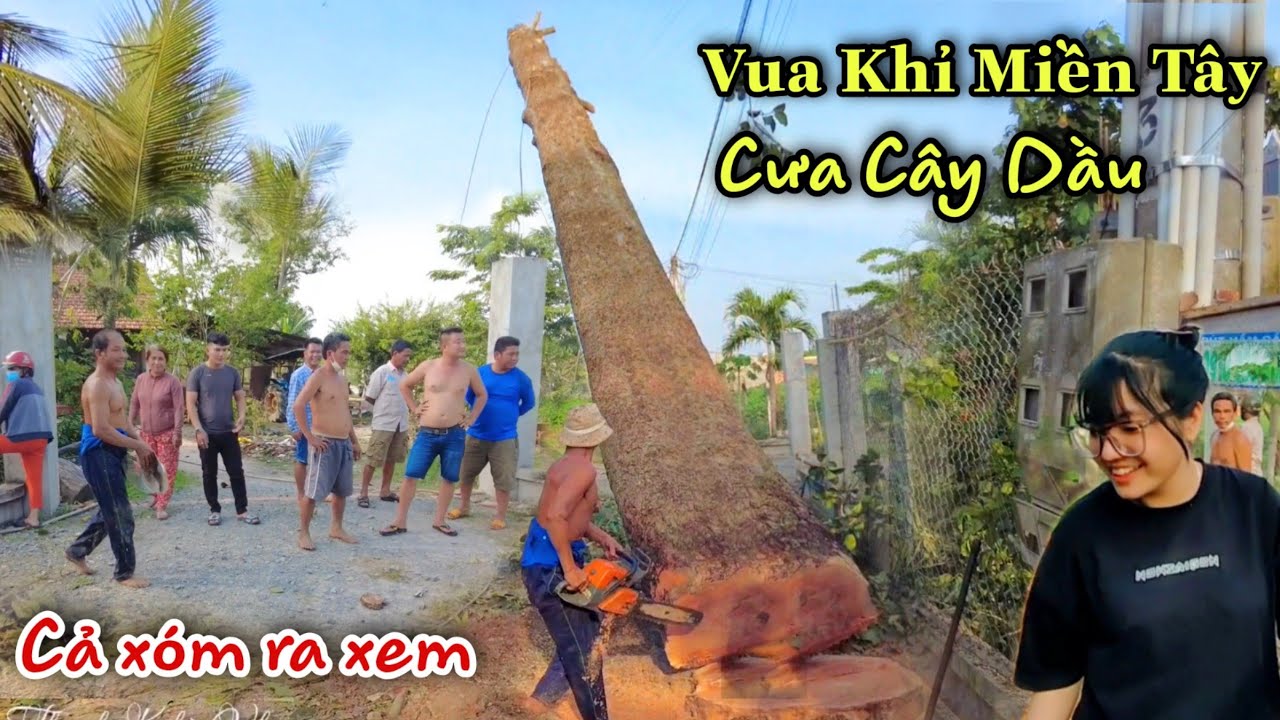 Chấn động! Cả Xóm Kéo Ra Xem Nhóm Vua Khỉ Xử Lý Cây Dầu Siêu Cao Ở Vị Trí Khó. Cut Dipterocarpus 