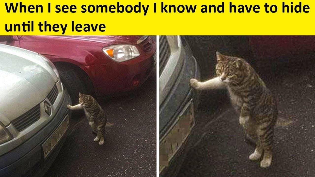 Only Introverts Will Understand These Memes...