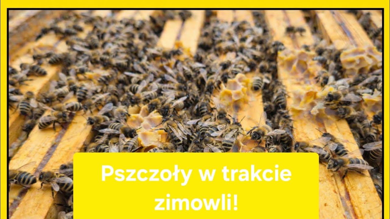 Zimowla pszczół, która jest sprawdzianem moich umiejętności. Przedwiośnie za rogiem.