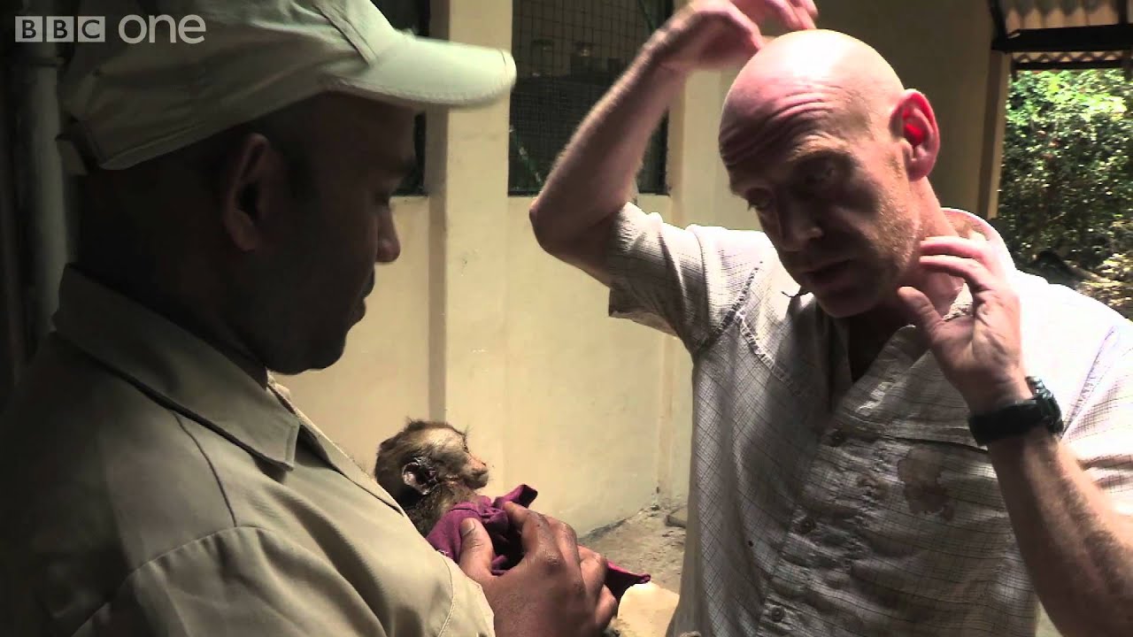 Baby macaque caught in the crossfire (part 1) - Planet Earth Live - BBC