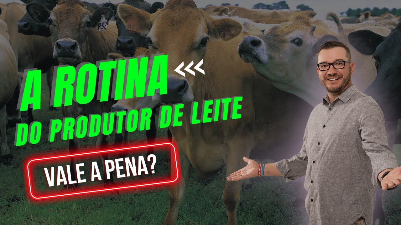 A rotina e o SEGREDO do PRODUTOR DE LEITE de SUCESSO | Muito LUCRO em pouco espa&ccedil;o
