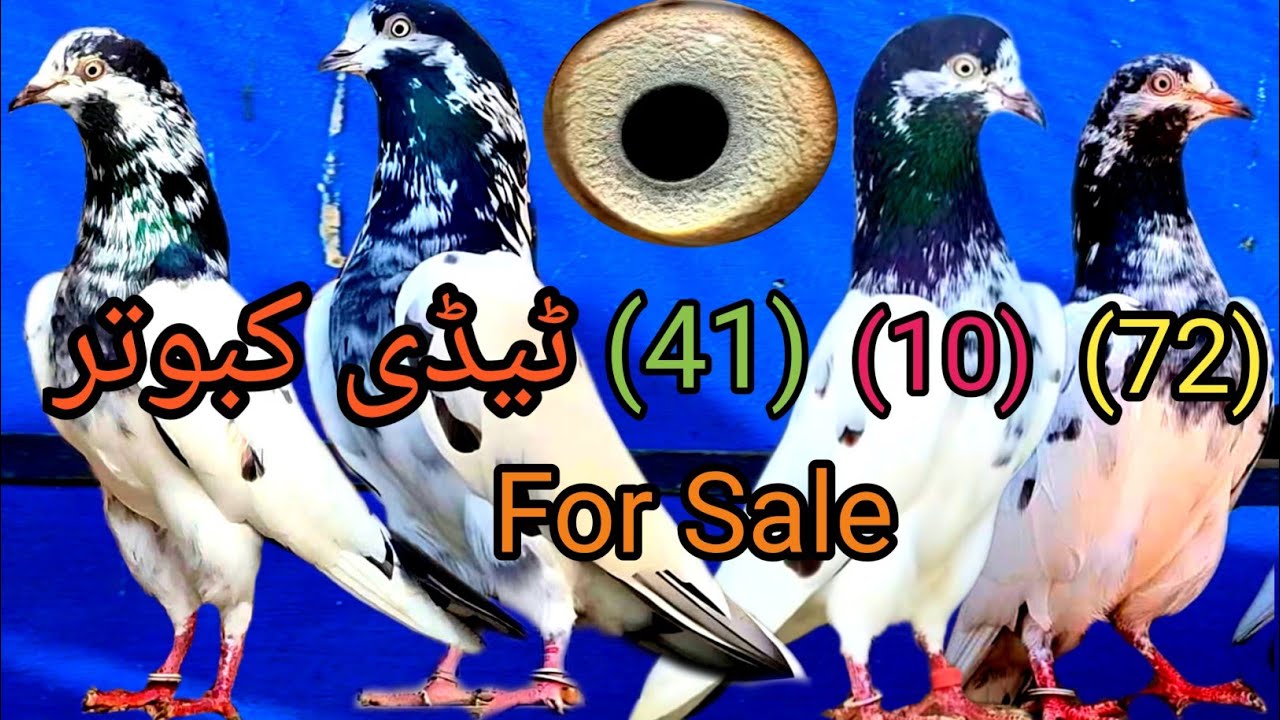 Kabootar Taddy Chaddry Wala (72) Nomber Taddy Kabootar (41) Nomber Kabootar#bird  