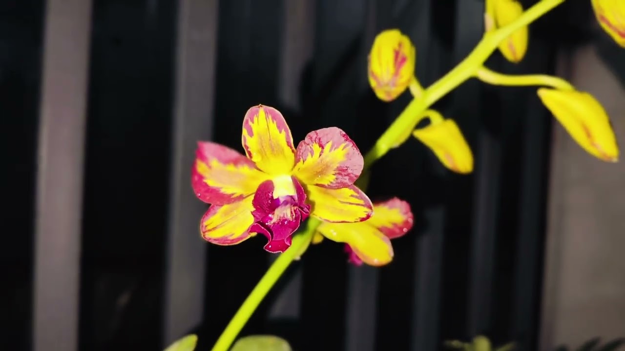 Dendro chớp 02/03/2026. #Đạilongkiêngiang