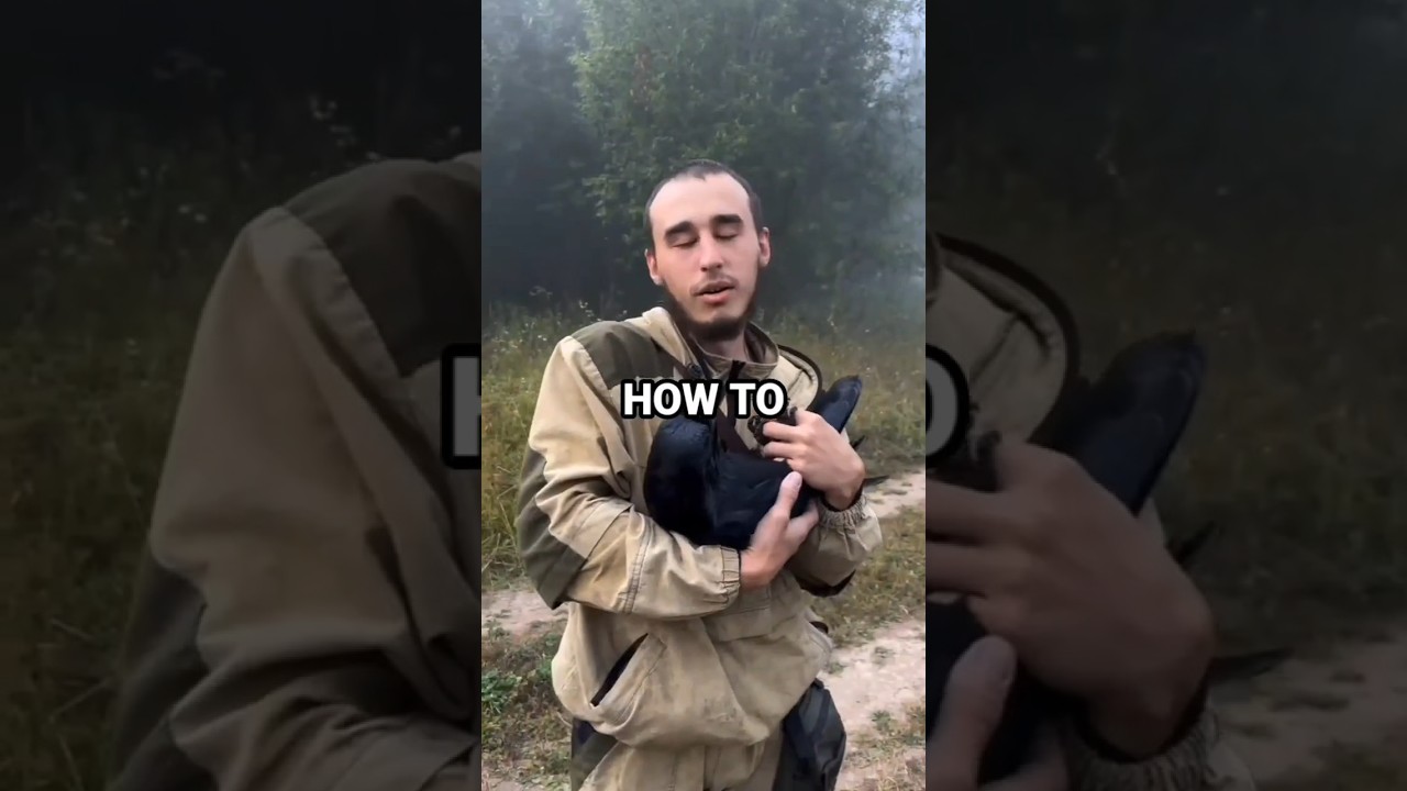 How To Befriend A Crow #howto #crow #how